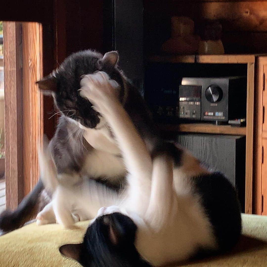 池内万作のインスタグラム：「猫部の朝練。 #イケウチ家の猫 #たらっさん #ねおっさん」