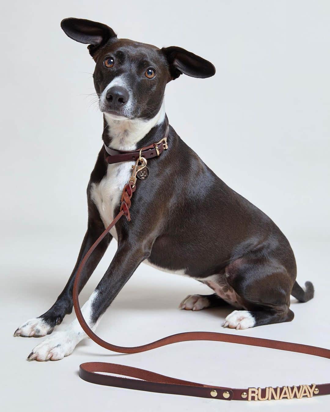 カレンウォーカーのインスタグラム：「Beautiful Mickie (whippet/staffi cross) sports our new leather RUNAWAY lead and collar - available in-store and online now.」