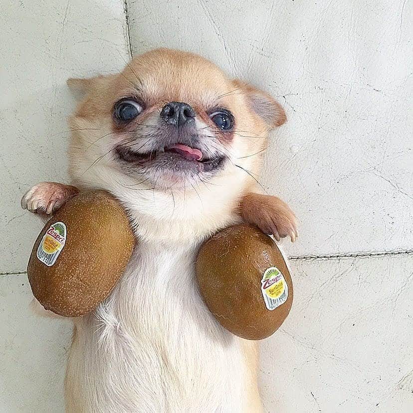 BarkBoxのインスタグラム：「HI, our team is currently O B S E S S E D with @mikimikan so i thought i'd pass the obsession onto your sweet face!」