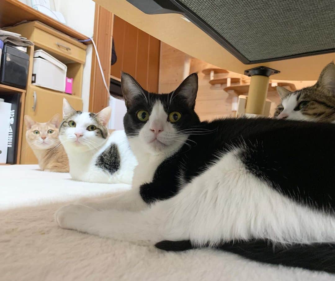 ひのき猫さんのインスタグラム写真 - (ひのき猫Instagram)「やっぱりホットカーペットが人気です(^^)  秀吉はひとり、息子のベッドにて。  近ごろひのきと豆大福が、ちょっと似てるなぁと思ってしまいます💦」1月26日 8時26分 - hinoki.cute.kitten