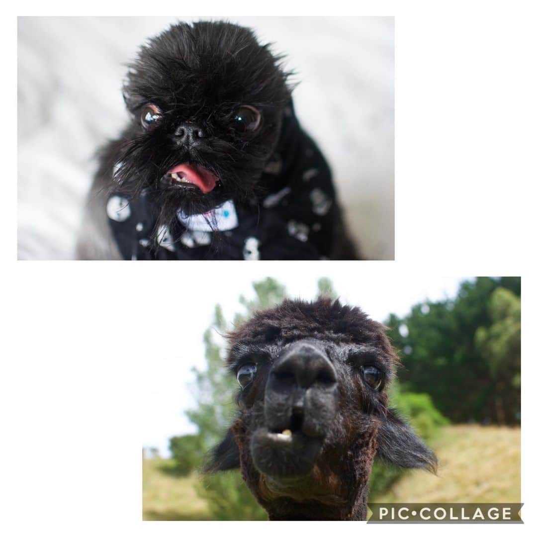 Digby & Aloのインスタグラム：「Went to @fivegatesfarm and met Alo’s doppelgänger 🥰 Thanks Julie and Paul for hosting us humans, we had a blast and will definitely be back to see our new alpaca-pals!  ⭐️ ⭐️ ⭐️ ⭐️ ⭐️ would recommend」