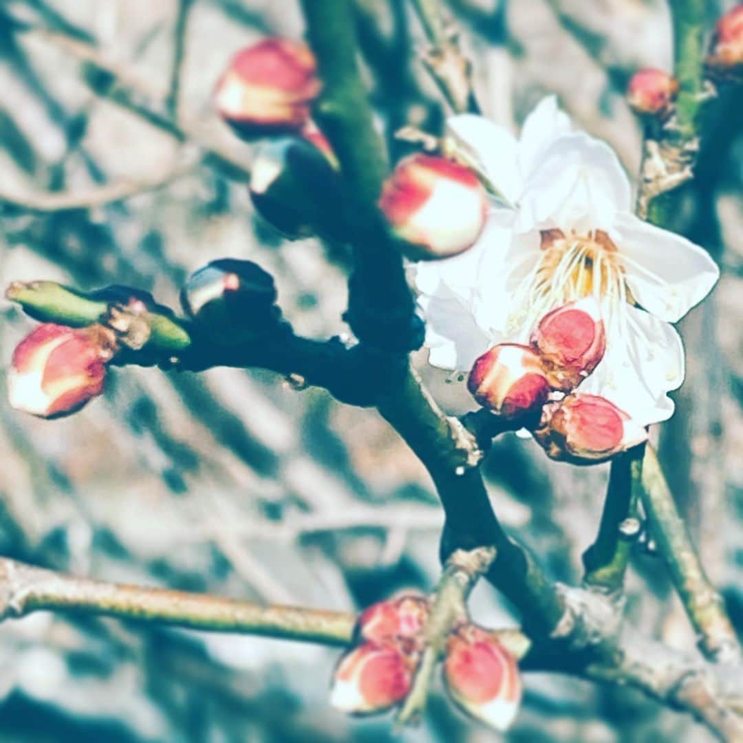中野敬久さんのインスタグラム写真 - (中野敬久Instagram)「#flowers #flowersoflife #white #tsubomi」1月26日 8時36分 - hirohisanakano