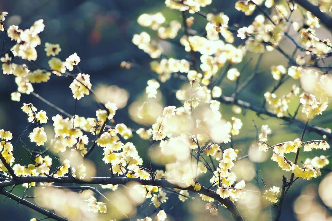 kiccyomuのインスタグラム：「☁️ 2021.01.26 Tue #心に花を #昭和記念公園 の #蝋梅 去年のストックから😊  今の時期、閉園しているので… 春先の花々が見れないのは残念😥 梅もセツブンソウもそろそろかな？ 来年は？…😥  今日も元気に🤗  location #東京 📷撮影 2020年」