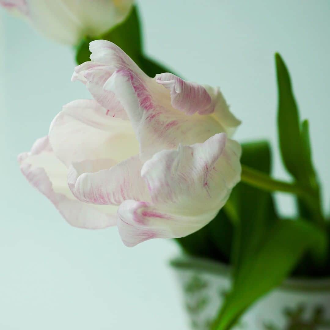 SPURさんのインスタグラム写真 - (SPURInstagram)「チューリップといえば、一昨年までは開幕直後の横浜公園チューリップガーデンが毎年の楽しみでした。今年はどうなることでしょう…。  切り花のチューリップを楽しんでいます。茎のラインもどこまでも優雅。  #SPURFlower #SPUR編集G #チューリップ #SPUR #SPURmagazine #tulip #🌷 #花のある暮らし #花のある生活 #花と緑のある暮らし #花と暮らす #花瓶 #💐 #トリーバーチ #toryburch」1月26日 9時00分 - spurmagazine