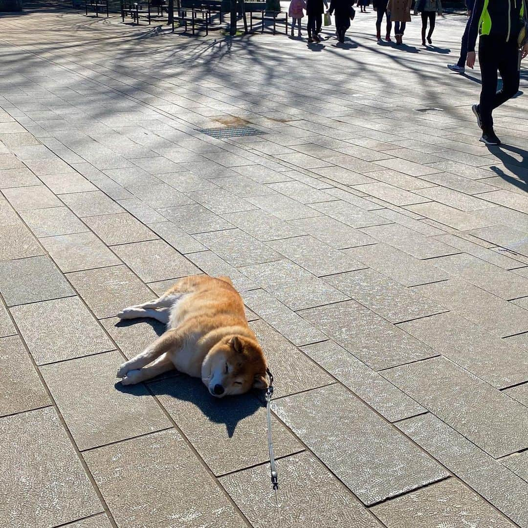 まる（まるたろう）さんのインスタグラム写真 - (まる（まるたろう）Instagram)「Good morning!✨🐶✨通勤中の皆さん、頑張ってきてね〜 #まる応援してるから #一番低い位置から応援してるの☺️ #拾わないでいいからね #応援してるから #豆柴落ちてます」1月26日 9時29分 - marutaro