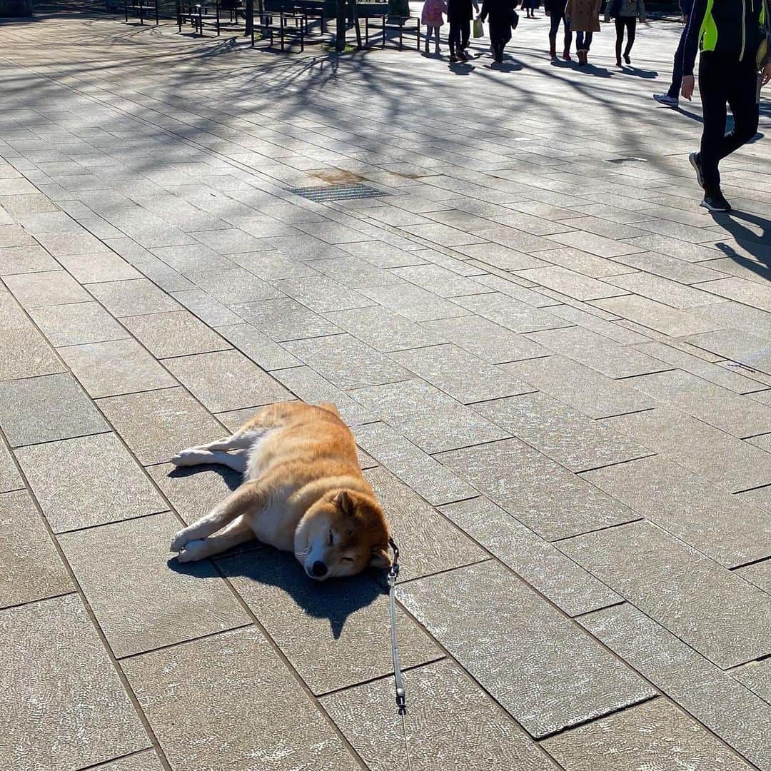 まる（まるたろう）のインスタグラム：「Good morning!✨🐶✨通勤中の皆さん、頑張ってきてね〜 #まる応援してるから #一番低い位置から応援してるの☺️ #拾わないでいいからね #応援してるから #豆柴落ちてます」