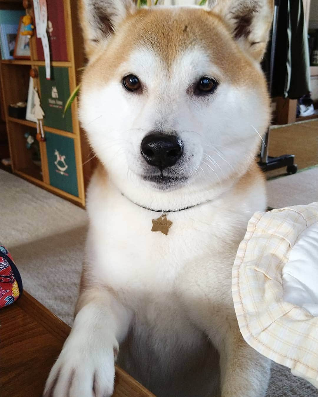 柴犬⭐️サスケのインスタグラム