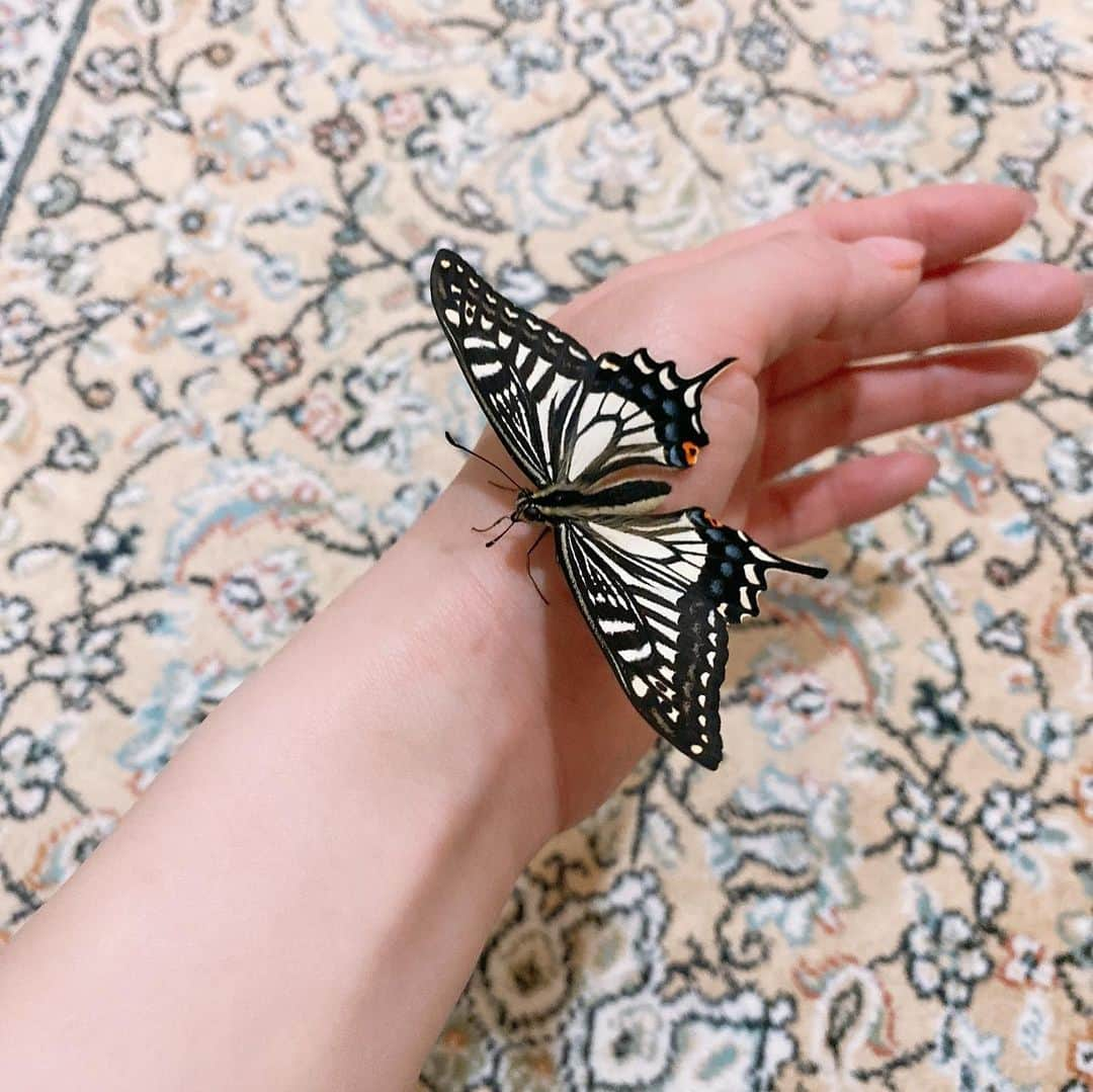 東森美和さんのインスタグラム写真 - (東森美和Instagram)「昨日洗面所に行ったら蝶々が🦋がいてビックリ‼︎ なんと去年家でサナギになってたキャタ(芋虫の時キャタピーみたいだから)ちゃんが、オイルヒーターの近くであったかかったのか、春と間違えて先走って出てきたみたい😂💓  夏に購入したミカンの木に、ナミアゲハの卵が付いてたみたいで、産まれて…育ててたら…家の中でサナギになって、春が来るのを一緒に待ってたんだけど😂  お花がないし、寒いから外には出せず💦短い蝶生を🦋少しでも楽しくと思って、昨日から蝶々の為に色々試みてます😂名前はナミアゲハだからナミちゃん  なんか懐いてる⁇のか指持っていくとちゃんと来てくれるし、肩とかにも乗ってくれるしw 意外と言うこと聞いてくれる。  ご飯も爪楊枝で蝶々のくるくるっと丸まったストローの口を伸ばしてあげて、蜜の飲み方教えてあげたら、ちゃんと飲んでくれるのww  朝はカーテンのところで、網戸越しの風を感じながら日光浴タイムです💓  今日は好きそうなお花買って来てあげよう💐  #ナミアゲハ #アゲハ蝶 #長生きして欲しい」1月26日 9時55分 - higashimorimiwa