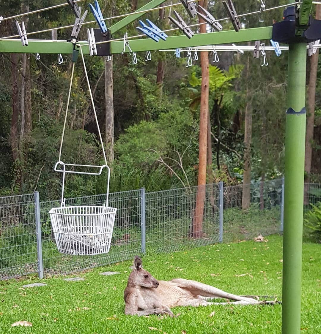 Australiaさんのインスタグラム写真 - (AustraliaInstagram)「Need a hand with the washing, darl? @arek_eric captured two #Aussie icons in one shot; now all we need is a BBQ for the perfect #AustraliaDay trifecta 🇦🇺 😜  This handsome fella was caught relaxing after some light domestic duties in @visitshoalhaven’s #StGeorgesBasin. If fishing, kayaking, swimming and exploring nature sounds like your cup of tea, then we recommend paying this beautiful part of @visitnsw a visit. #seeaustralia #LoveNSW #ilovesydney #shoalhaven #holidayherethisyear #AustraliaDay」1月26日 10時00分 - australia