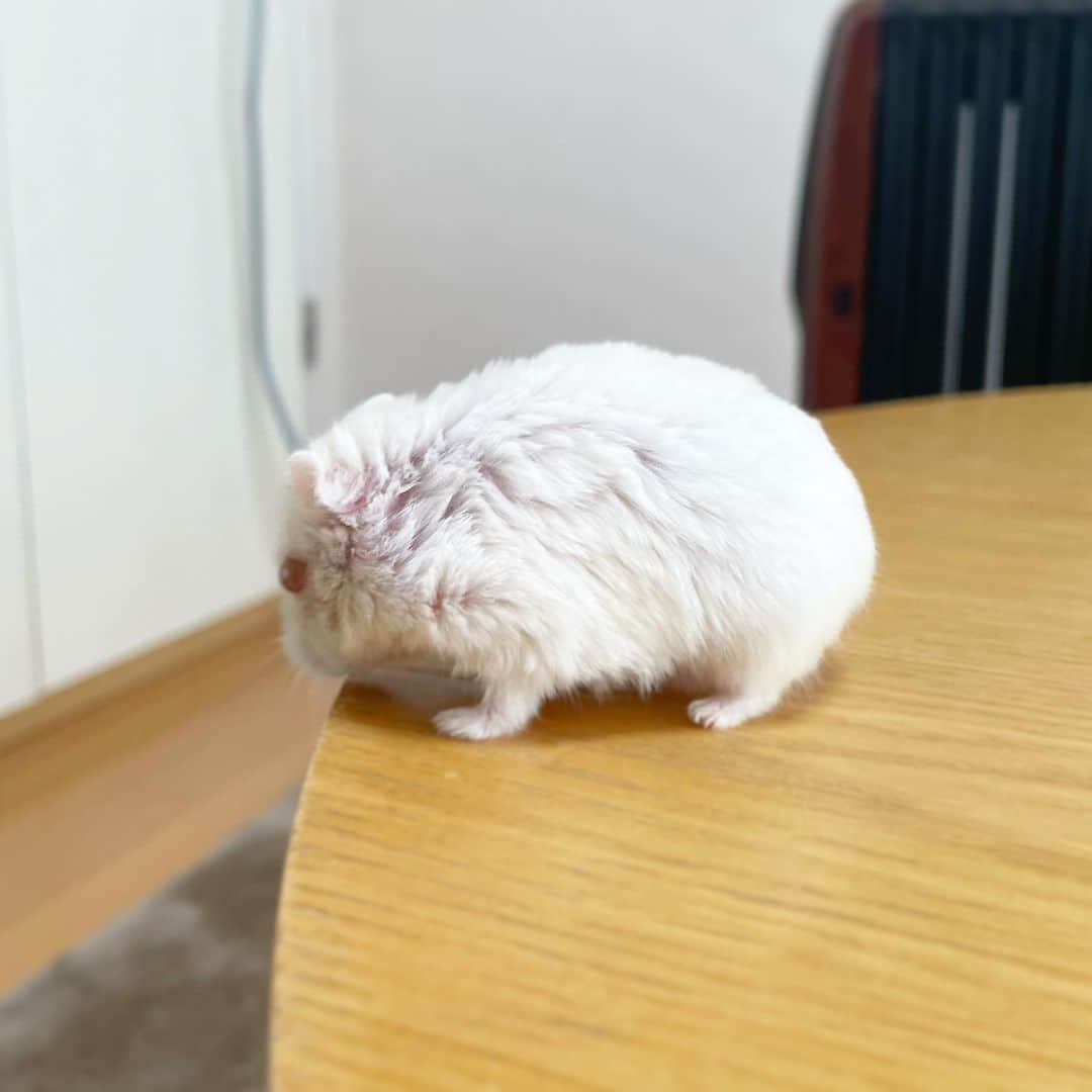 hamster_mocoさんのインスタグラム写真 - (hamster_mocoInstagram)「うぅぅぅ🥺💕 萌えポイントが多すぎる😳 ･ テーブルから下をのぞき込むキミちゃん🐹 ピーンとしたシッポも踏ん張るアンヨも全部可愛い🥰 2021.1.26 ･ #ハムスターキミ#アルビノ#ハムスター#ジャンガリアンハムスター#ジャンガリアン#ジャンガリアンプディング#プディングジャンガリアン#イエロージャンガリアン#ふわもこ部 #モフモフ#ペット#ハムスタグラム #hamster#djungarian#hamstagram#hammy#happy_pets#PET_OF_OUR_WORLD#igersjp#ig_japan#instapet#weeklyfluff#kawaii#cute#仓鼠#정글리안#햄스터#9gag」1月26日 10時13分 - asahi.fl