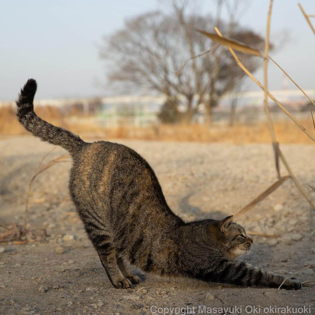 Masayukiさんのインスタグラム写真 - (MasayukiInstagram)「しっぽの先まで意識して。」1月26日 10時23分 - okirakuoki