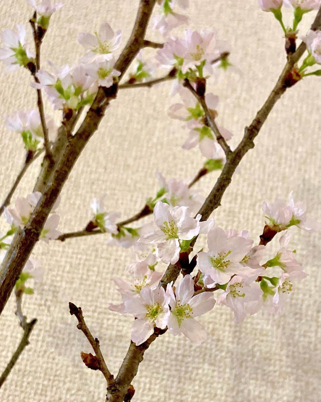 六車奈々さんのインスタグラム写真 - (六車奈々Instagram)「大きな花瓶に飾っていた桜も、満開に。  #花のある暮らし  #桜  #お家で  #お花見  #お家で過ごそう   #japan #japanesecherryblossom #sakura #stayhome」1月26日 10時38分 - nanarokusha