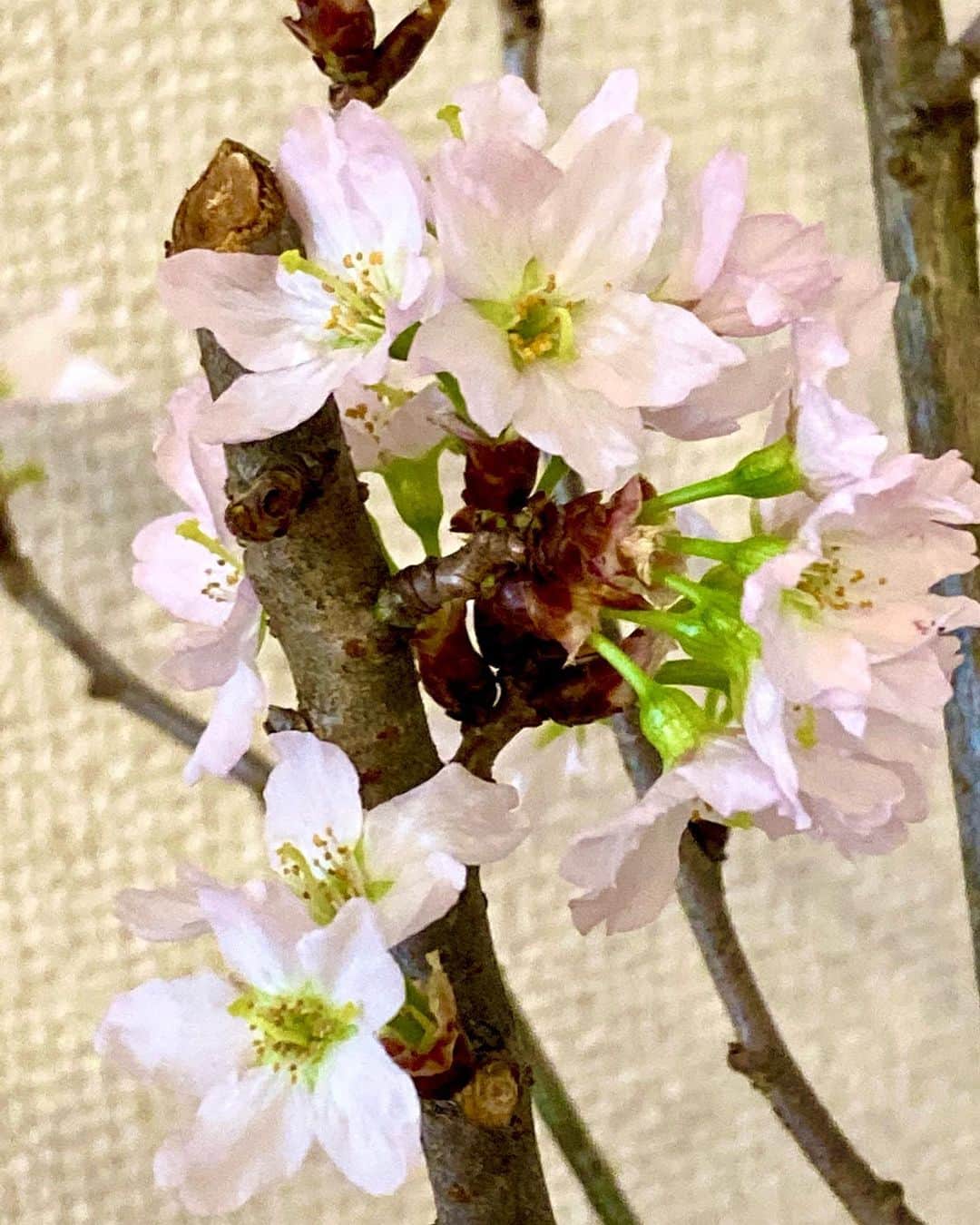 六車奈々さんのインスタグラム写真 - (六車奈々Instagram)「大きな花瓶に飾っていた桜も、満開に。  #花のある暮らし  #桜  #お家で  #お花見  #お家で過ごそう   #japan #japanesecherryblossom #sakura #stayhome」1月26日 10時38分 - nanarokusha