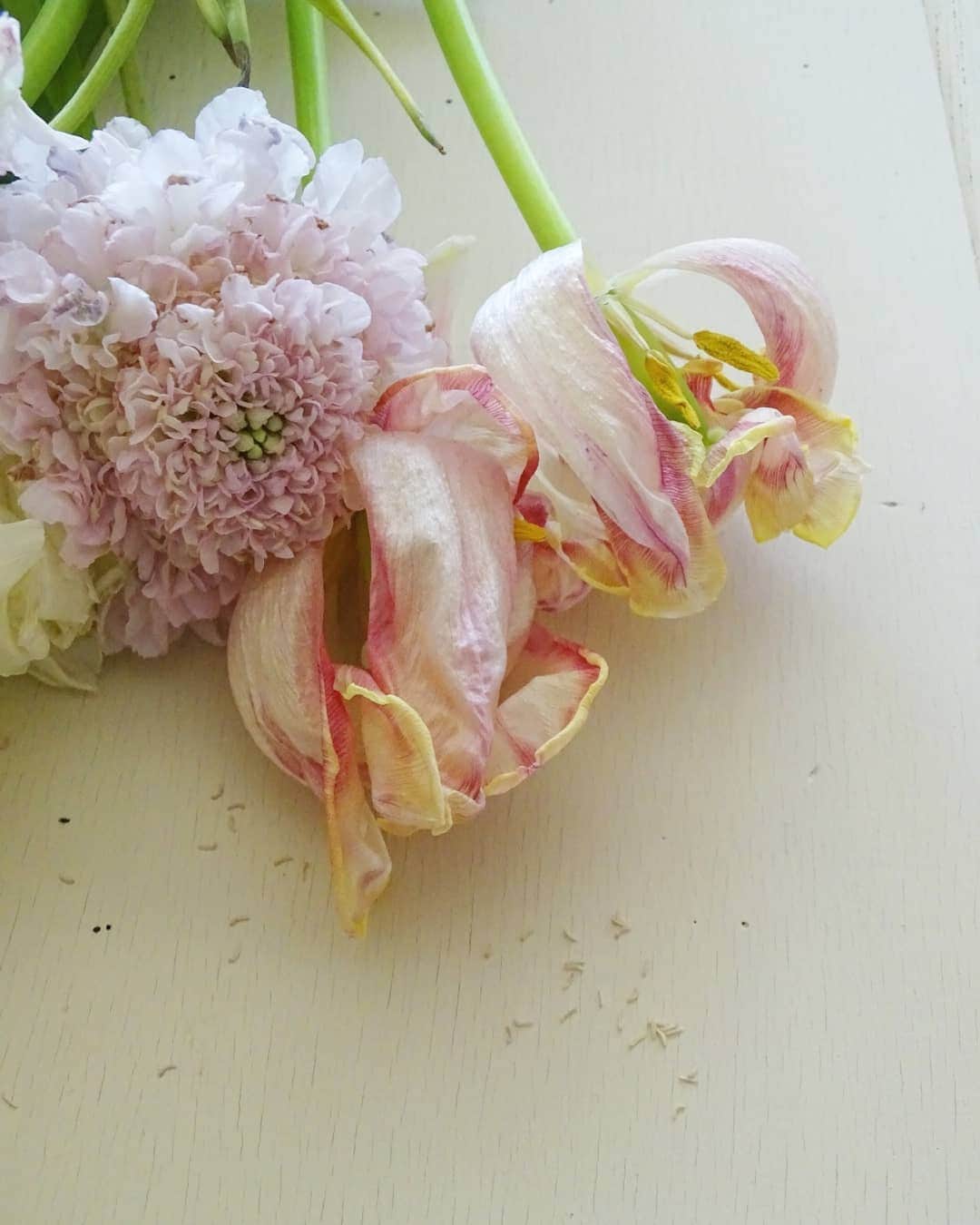 Keikoさんのインスタグラム写真 - (KeikoInstagram)「† 2021.1.26 † 雨の朝です。 湿度が少し上がって このくらいがちょうど良い♪ チューリップが ドライになって そしてハラハラと散りました。 完全に散ってしまう前に 美しい姿を♡ † #チューリップ#ドライフラワー#スカビオサ#花と暮らす#花のある暮らし#tulip#dryflower#flowers」1月26日 10時39分 - shell_house1025
