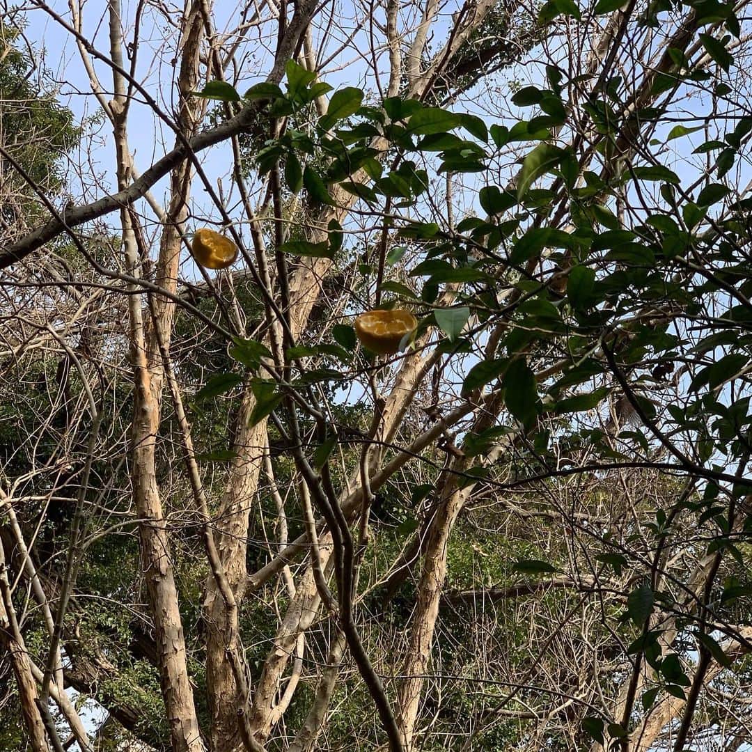 クリス智子さんのインスタグラム写真 - (クリス智子Instagram)「我が家の柑橘の木。  もともと前の方から庭にある木で、古いので背も高く、まるで届かないのです。 引っ越してきてからのこの4年、リス🐿に全敗、 明日あたり取ろうかな、と思いながら眺めていると、 翌朝に食べられているのです😵  前のめりにまだ微妙に青いときにとると、 だよね、、という感じで美味しくない。  しかーし、今年は一つだけゲットしました👍  そして、この一つは、すごくおいしかった！  私は柑橘類が大好きなのですが、 中でもトップに入る八朔タイプ🙌  これまでのことも悔しく思うおいしさ。。 来年は..と、いまから意気込んでます😎  2,3枚目はリスの仕業。  #lovecitrus」1月26日 10時41分 - chris_tomoko