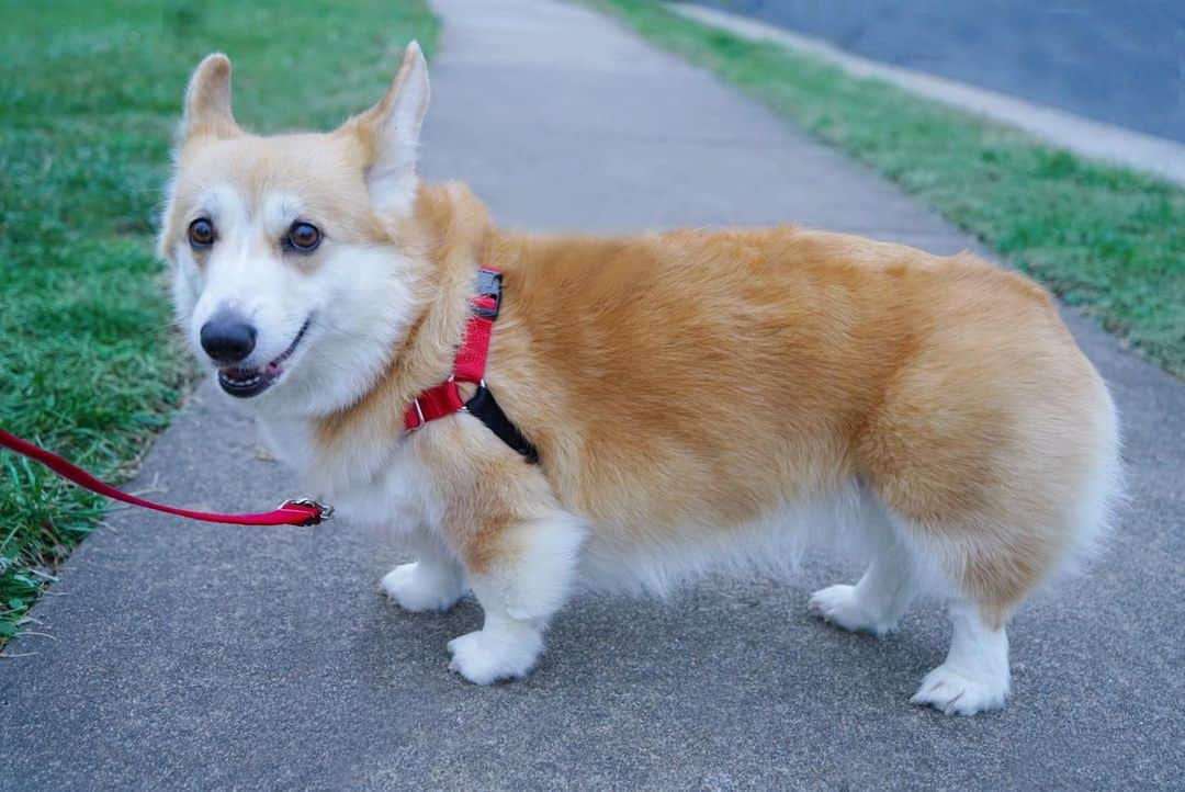 Liloさんのインスタグラム写真 - (LiloInstagram)「A quick click snap with my Easy Walk Harness and I’m ready to go. Does your dog tend to pull? Well, this harness will help minimize that issue and makes it comfortable for your furry friend. I know sometimes finding a harness is tough but with the Easy Walk Harness from @petsafe worry no more! If you need the right size they’ll happily help you replace/resize it for you. #sponsored」1月26日 10時50分 - lilothewelshcorgi