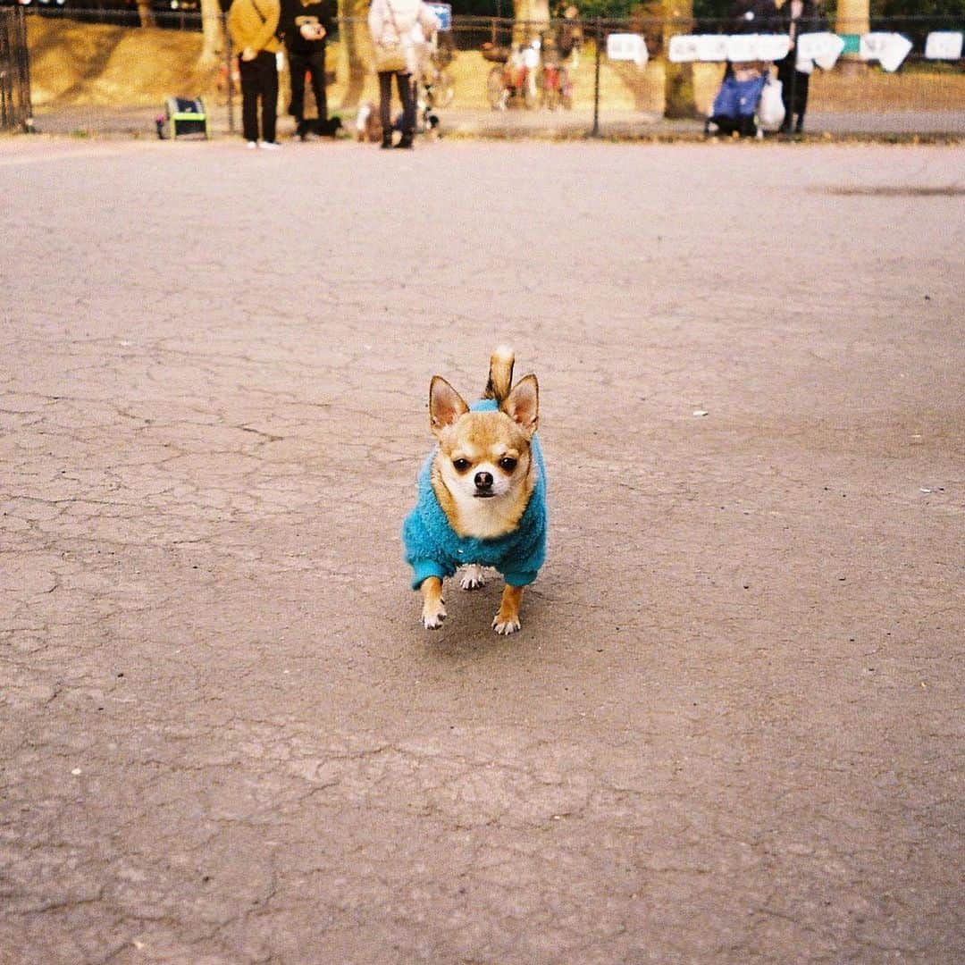 長澤メイのインスタグラム：「2枚目のちゃんとうーたん🐕に ピンと合ってるのじわる📍 @xxmeixxfilm」
