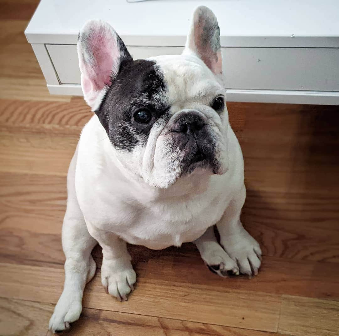 Manny The Frenchieさんのインスタグラム写真 - (Manny The FrenchieInstagram)「How can you not give this face everything I beg for?! 😏」1月26日 10時55分 - manny_the_frenchie