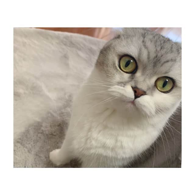 金澤朋子さんのインスタグラム写真 - (金澤朋子Instagram)「. . 黒目の大きさ七変化〜 猫ちゃんって不思議🤔💭 . ①どうしてもドアを開けて欲しい ②ラグでごろん ③きょとん . #juicejuice #金澤朋子  #愛猫 #すいちゃん #にゃんすたぐらむ  #スコティッシュフォールド #黒目 #可愛い」1月26日 11時00分 - tomoko_kanazawa.official