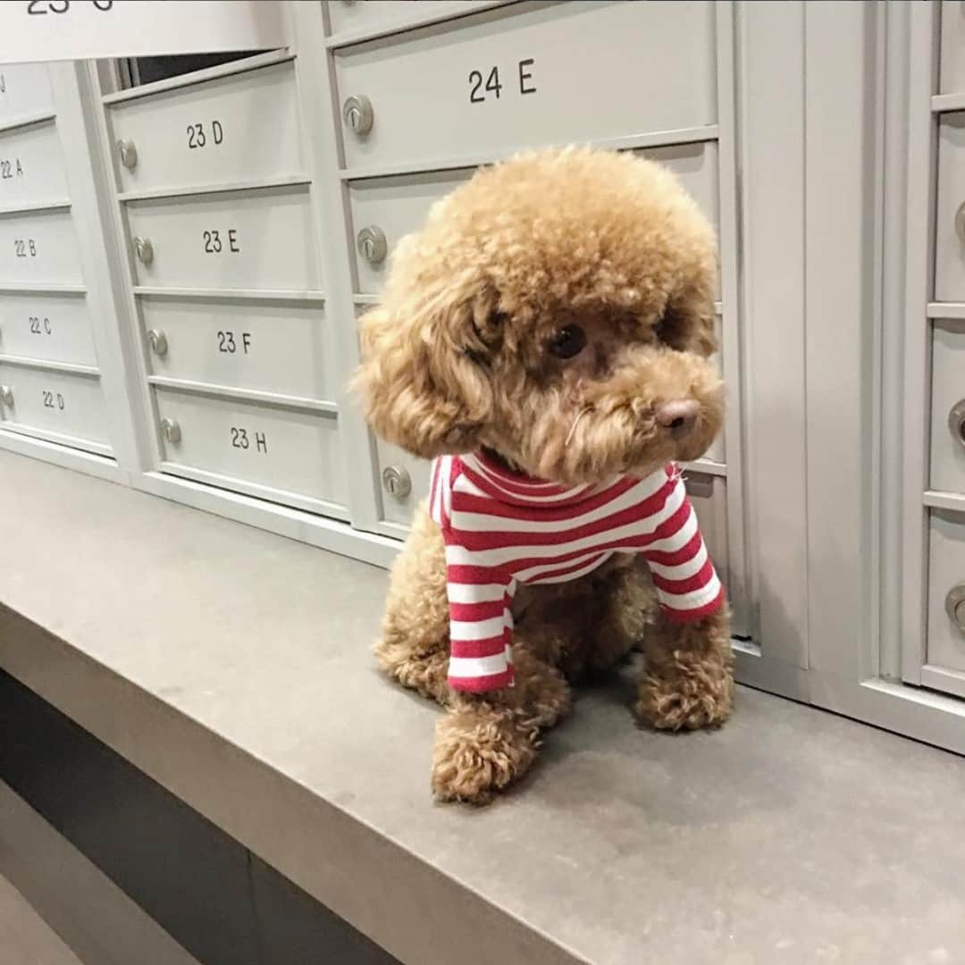 ワイルドフォックスクチュールさんのインスタグラム写真 - (ワイルドフォックスクチュールInstagram)「Checking the mailbox everyday for Valentines like… ♥️ #wildfoxcouture⁠ #puppiesofinstagram #puppylove #puppyoftheday #puppylife #lovepup  ⁠ PC: @double2ki」1月26日 11時01分 - wildfoxcouture