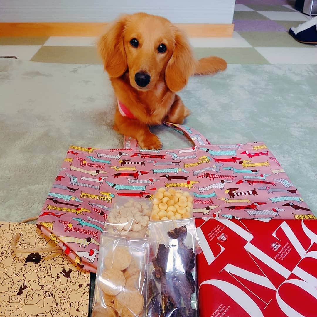 ピックさんのインスタグラム写真 - (ピックInstagram)「ピクだよー🐶 、 ハウスで、ぷーさん、クレート、サークルに、入るよ😃 、 ベッドで、 @gonsan7573  みゆきちゃんからもらったベッドに入るよ❗ 、 かなり小さいから、はみ出しとると、出すぎだよ‼️ってゆうと、きちんと、入り直すよ(笑)🤣🤣😜 、 めちゃくちゃ可愛い姿だよ😍 、 そして、ピンポーンって‼️ 、 おさくちゃんこむぎちゃんママから、ちょっと早いけど、バレンタイン😍😍って‼️パパとピクに、私には、苺や、🍊 先に渡したいものがあるからって早めに送ってくれたよ😃 、 おさくちゃんも、３月19歳どっこも悪いところなし❗素晴らしい❗ 、 １月に会えると思ってたのに、コロナの緊急事態宣言で、❎に こむぎちゃんも、もうすぐ５ヶ月だし、早く会いたいのにねー 、 たくさんありがとうね❤️ 、 そして、そして、 @beeranran みーちゃん @haozipingliang よっちゃんから、 ２年前に、大阪から来てくれて、そのあと、約束しては、コロナ😭😭😭 、 今年こそは❗だよね みーちゃんと、よっちゃんは、近いから、たまに、カフェに行くみたいで、ダックスの可愛いピンクのトートバックみて、二人で目が合って、洋ちゃんに、二人から送ろっかって‼️ 、 バレンタインも、ピックに供えてって‼️ピクにも、ペットパラダイスのおやつの詰め合わせ❗ 手紙読んだら、泣けてきたわ、２年前会ってから、ピック投稿のの時、今回の私の目の事で、めちゃくちゃ心配してくれて、ほんとに、ありがとう😃 、 今年こそは、我が家に遊びに来てね😃 最高のおもてなしでお迎えするね😃 、 改めて幸せいっぱいの、ピックfamilyでした😃 、 #お利口 #トレーニング #9ヶ月 #いちご #ハンドメイド #トートバック #お友達 #癒しわんこ #パピー #パピー犬 #犬の動画 #犬のいる生活 #ミニチュアダックス #ミニチュアダックスゴールド #いぬすたぐらむ #犬 #いぬ #子犬 #dog #dogstagram #インスタグラム #Instagram #ピック #15歳9ヶ月🌈 #わんわん小学校」1月26日 11時43分 - pick09040904