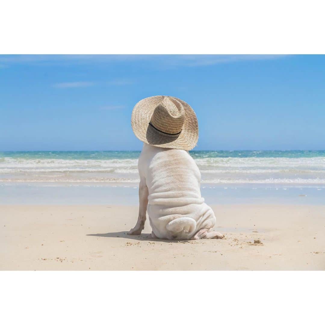 annie&pADdinGtoNさんのインスタグラム写真 - (annie&pADdinGtoNInstagram)「Out of office 🪧 #publicholiday #changethedate #australia #lambington #sharpeisofinstagram #sharpeilove #wrinkles #squishyfacecrew #wrinkles #dogsatthebeach #tasmania #youandme #allineed #dog #dogs #dogsofinstagram #weeklyfluff #sharpeiworld #doglife #beach #instagood #instadaily #outofoffice #cutepets #iloveyoutothemoonandback」1月26日 11時55分 - anniepaddington
