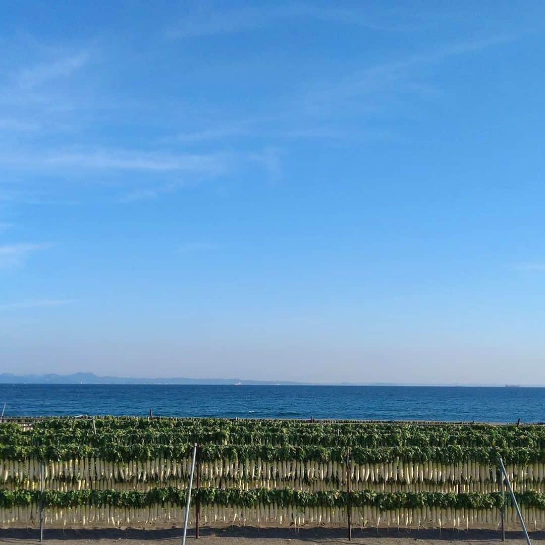 【公式】オーシャンリゾートホテル マホロバ・マインズ三浦さんのインスタグラム写真 - (【公式】オーシャンリゾートホテル マホロバ・マインズ三浦Instagram)「. 夏の海水浴のシーズンは人で賑わいますが、 冬は大根で賑わう三浦海岸です笑  おいしくなあれ！  #快晴 #太陽 #朝日 #東京湾 #朝の散歩 #海岸沿い散歩 #大根 #空が好き #散歩道 #けしからん景色 #太陽が好きな人と繋がりたい #gotoトラベル #田舎の風景 #いつかの空 #sunrise #スローライフ #テレワーク #移住 #田舎暮らし #igで繋がる空 #二拠点生活 #移住生活 #移住計画 #三浦 #マホロバ #三浦半島 #maholovaminds #マホロバマインズ #三浦海岸 #マホロバマインズ三浦」1月26日 12時00分 - maholova_minds_miura