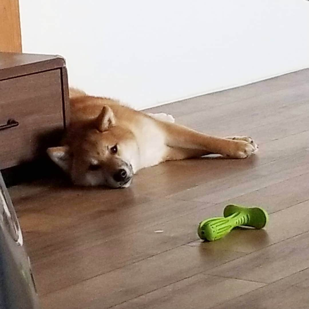 柴犬たま Shibainu Tamaのインスタグラム