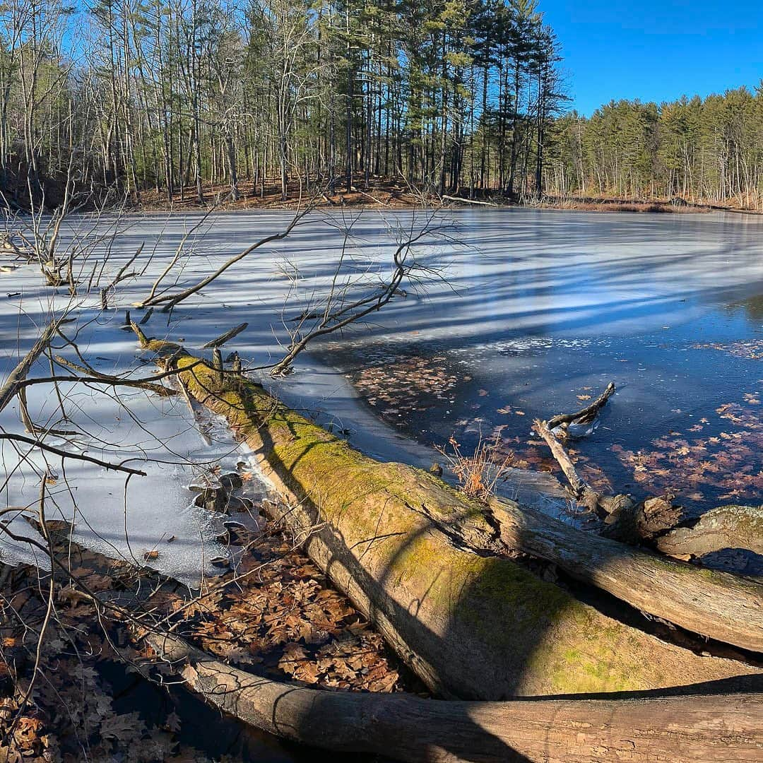 Tim Lamanさんのインスタグラム写真 - (Tim LamanInstagram)「Fall seems to be frozen in time right now in Massachusetts... After some early snows before Christmas, we have had no snow here for weeks. I found these oak leaves frozen into a pond edge on my run yesterday in the Walden Woods. #Frozen #Ice #Nature #WaldenPond #Massachusetts #NewEngland」1月26日 12時53分 - timlaman