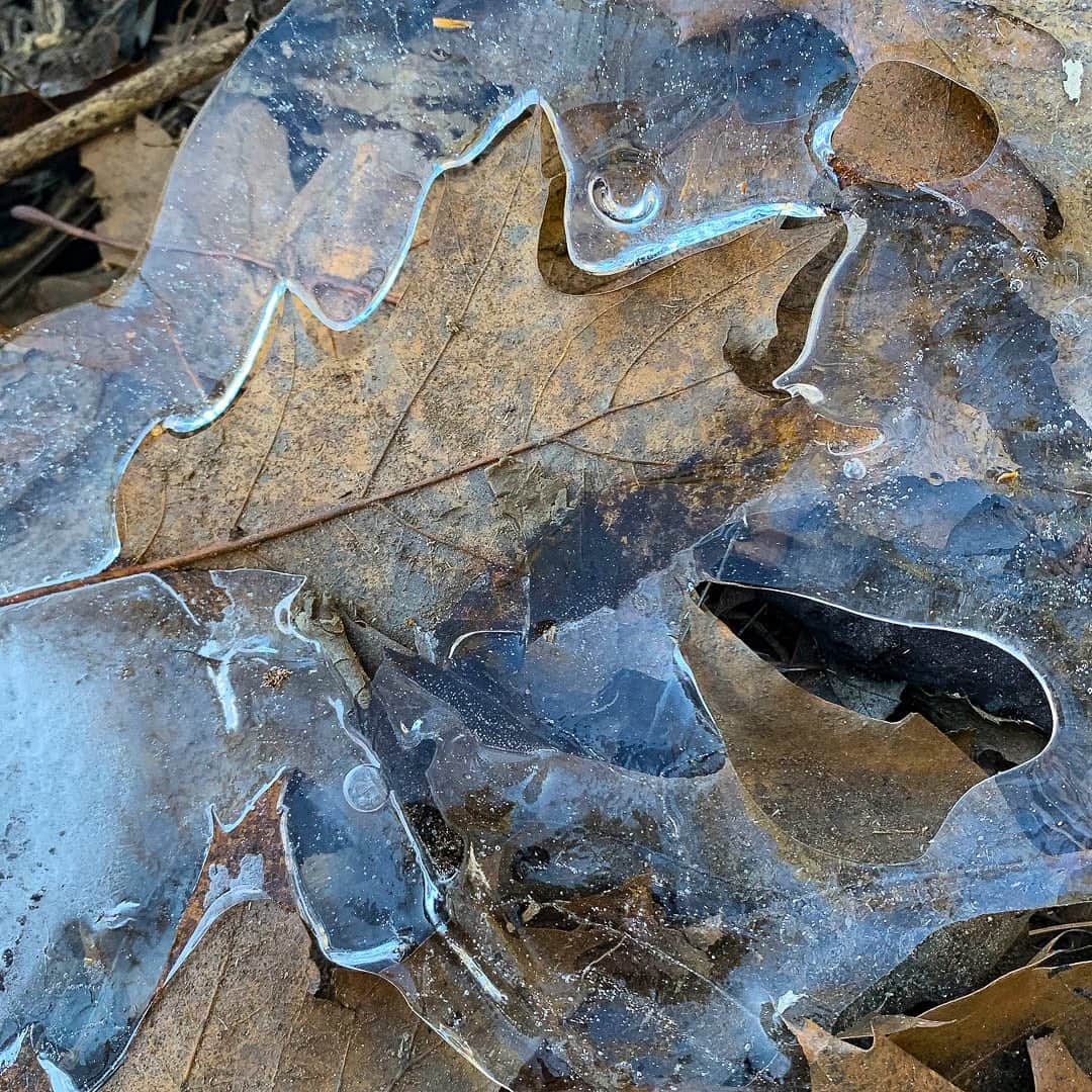 Tim Lamanさんのインスタグラム写真 - (Tim LamanInstagram)「Fall seems to be frozen in time right now in Massachusetts... After some early snows before Christmas, we have had no snow here for weeks. I found these oak leaves frozen into a pond edge on my run yesterday in the Walden Woods. #Frozen #Ice #Nature #WaldenPond #Massachusetts #NewEngland」1月26日 12時53分 - timlaman