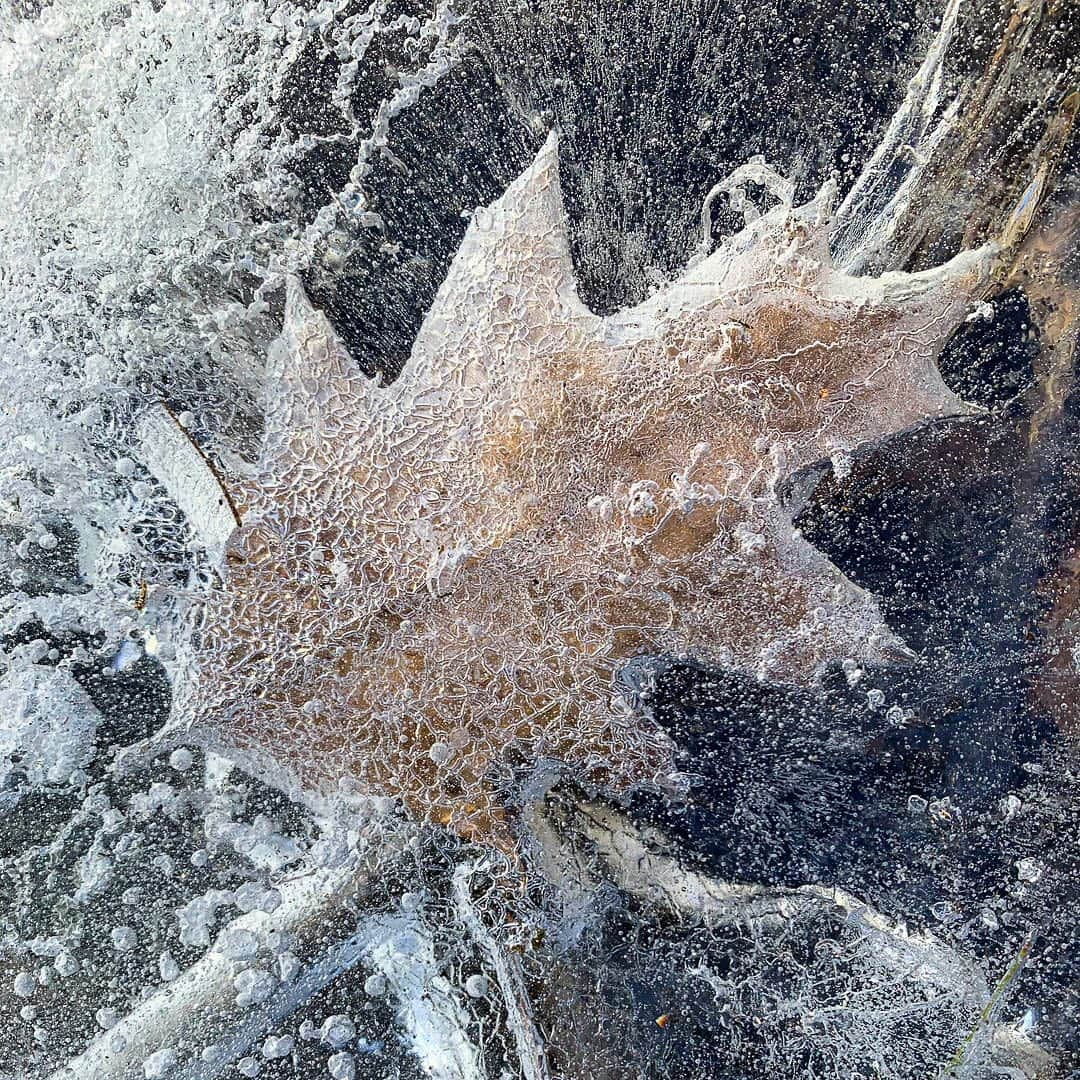 Tim Lamanのインスタグラム：「Fall seems to be frozen in time right now in Massachusetts... After some early snows before Christmas, we have had no snow here for weeks. I found these oak leaves frozen into a pond edge on my run yesterday in the Walden Woods. #Frozen #Ice #Nature #WaldenPond #Massachusetts #NewEngland」