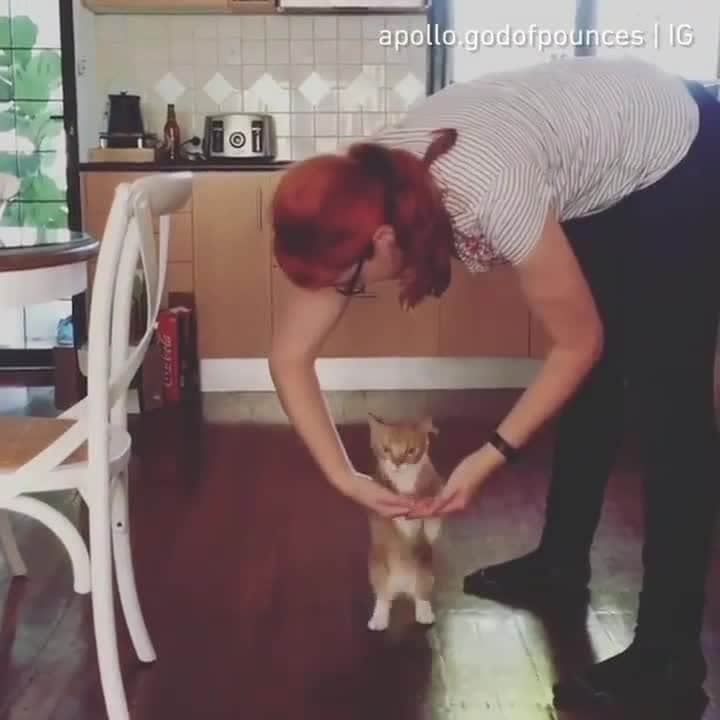 のインスタグラム：「I’ve been a busy kitty learning tricks since my hoomans have been working from home⠀⠀ ⠀⠀ 🎥@apollo.godofpounces⠀⠀ ⠀⠀ Tag #MMGTW get a chance to be featured by @9gag , @meowed and 9GAG Cute⠀⠀⠀⠀⠀ ⠀⠀ #meowed @meowed #MyMeowGotTalentWeek #MyMeowGotTalent #MMGTW #apollogodofpounces #Rescuedcat #adoptdontshop #Apollo #smartcat #gingercat」