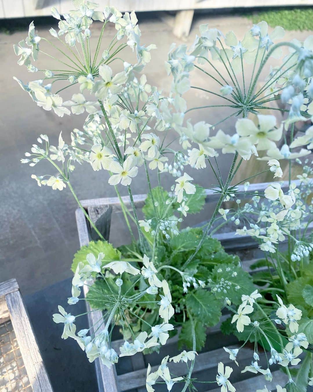 宮本侑芽のインスタグラム：「. 花屋さん大好き〜。 都内で素敵な花屋さん見つけたいなあ〜  #メラコイデス #ライムグリーンフサコ #宮本侑芽」