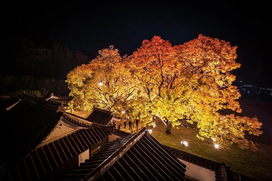 Bi Rod by Lumica.のインスタグラム：「【Bi Rod Creator's Photo】 ＃044 ■Photo by 木村琢磨 @takuma_kimura_photo  ■Photo at 岡山城 Okayama Castle   2018/ 11  ■Equipment Rod： Bi Rod 6C-7500 Camera: OLYMPUS OM-D E-M1MarkⅡ Lens: OLYMPUS M.12mm F2.0  「ドローンなしでこのアングル」  最大7.5mのハイアングルから撮影できる 高所撮影一脚「Bi Rod」  ↓商品情報はプロフィール欄のURLから公式ストアへ @birod_lumica  #birod #lumica #ルミカ #木村棒 #写真好きな人と繋がりたい #写真 #空中撮影 #空撮 #ハイアングル #ドローン #aerialphotography #notdrone #highangle #olympus #olympusphtotography #olympuscamera #olympusomdem1markii #OLYMPUSM714mmF28 #岡山県 #岡山市 #岡山城 #OkayamaCastle #ライトアップ　＃ライティング　＃lighting　＃lightup」