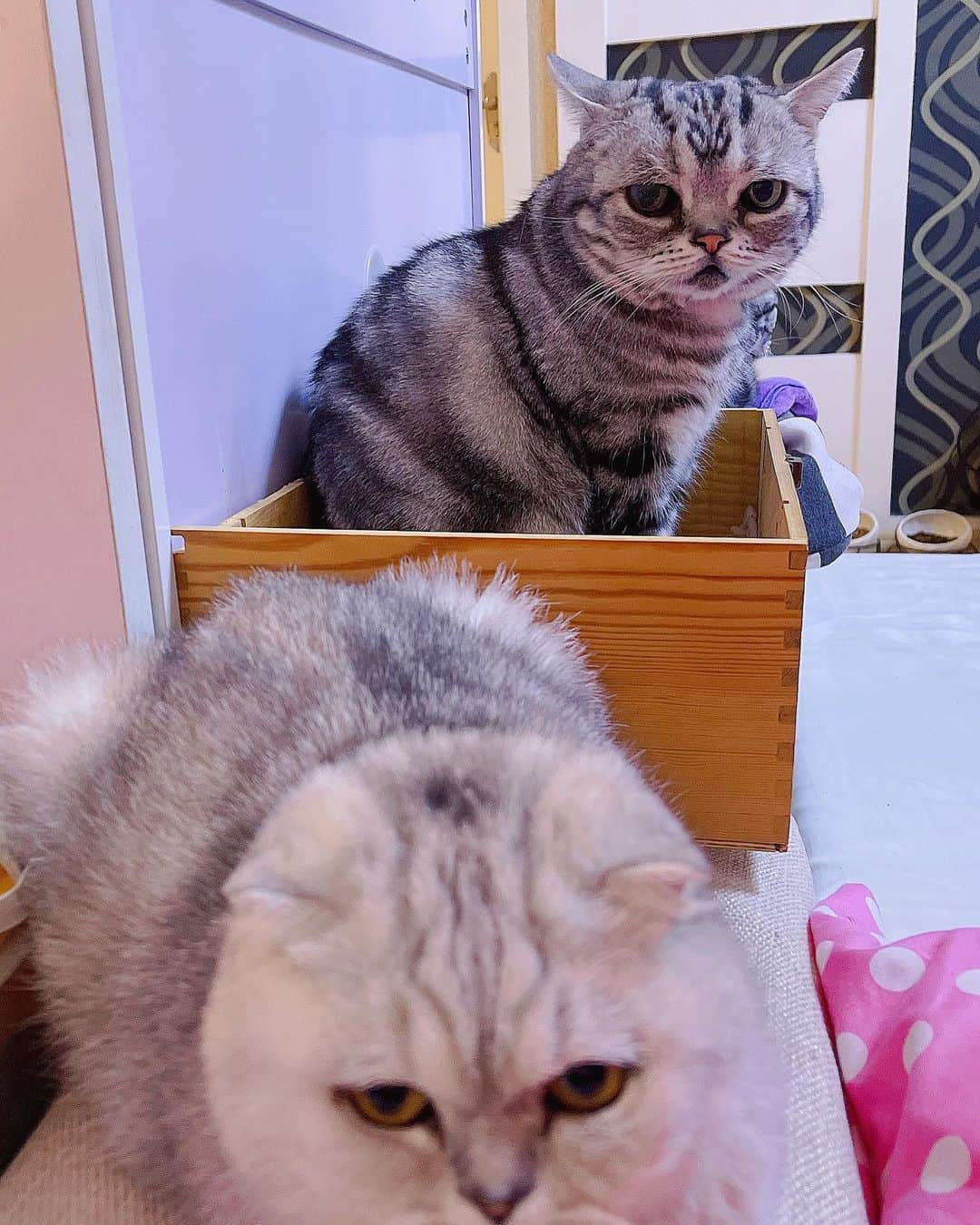 ルフさんのインスタグラム写真 - (ルフInstagram)「#luhu:”i m so jealous of mom loves #Fold that much 😒...” - - #cat #sadcat #angel #adorable #lovely #familylove」1月26日 13時21分 - lanlan731