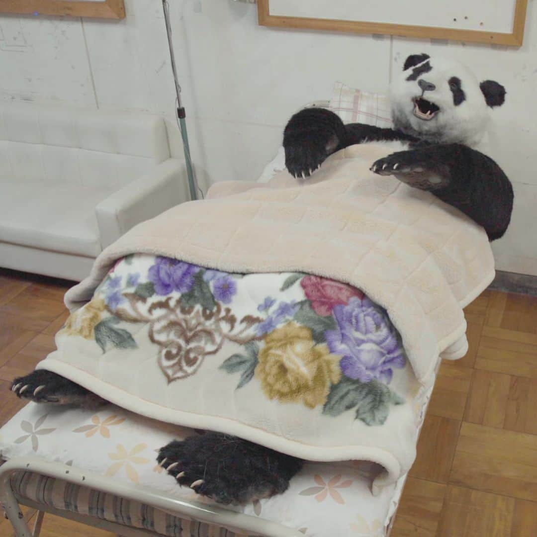 星星（セイセイ）さんのインスタグラム写真 - (星星（セイセイ）Instagram)「🛌🌀🐼 #サボり？ #良い子は真似しないでね #保健室最高 . きょうの #ベラベラENGLISHは ...💯 🌟upstairs 🌟2階 . ...サボりじゃないもん🐼 でも、授業飽きちゃうんだもん🐼 行きたくないんだもん🐼 #すねパンダ #お布団最高  . #星星 #パンダ #panda #pandagram #パンダ好きな人と繋がりたい #ZIP!」1月26日 13時37分 - seisei_panda
