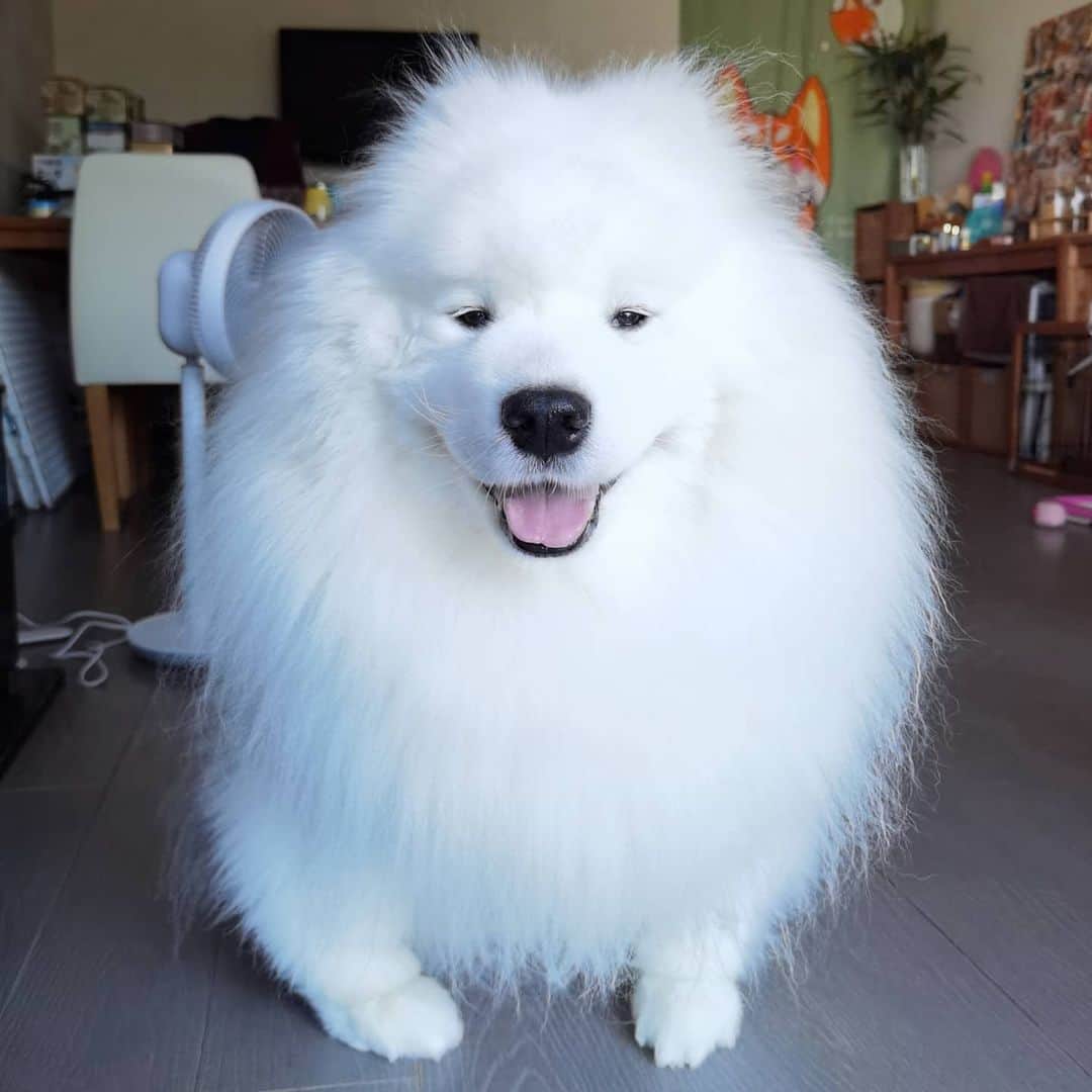 Alex Toのインスタグラム：「😛😛😛 #cute #dog #doglover #dogsofinstagram #dogoftheday #dogofthedayjp #dogstagram #fluffy #hkig #hongkong #ilovemydog #instadog #instagood #instamood #instagraphy #instapic #samoyedoninstagram #pet #petlovers #petsofinstagram #petstagram #photooftheday #puppy #pupsofinstagram #samoyed #samoyedsofinstagram #webstagram #犬 #サモエド」