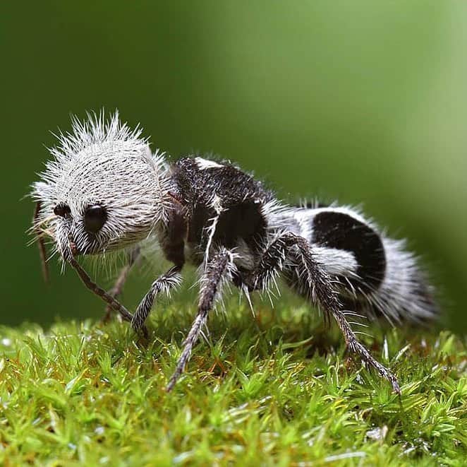 アメリカ自然史博物館さんのインスタグラム写真 - (アメリカ自然史博物館Instagram)「Meet the panda ant (Euspinolia militaris)! Neither a panda or an ant, this insect is actually a parasitic wasp that’s part of the family Mutillidae—a group often referred to as velvet ants. It lives in parts of Chile, preferring warmer temperatures and sandy soil for burrowing. Its striking black-and-white coloring is more than stylish: it’s a signal to foes that it can deliver a mighty sting if approached! Photo: Chris Lukhaup, CC-BY-SA-4.0, Wikimedia Commons」1月26日 14時05分 - amnh
