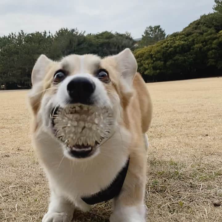 さゆりのインスタグラム：「◡̈⋆2021.1.26.Tue.◡̈⋆ ネタが無いから 今日もこれ😅🤣🤣 * 今日も ぽかぽかで 楽しいお散歩でした😊✌️ * * * * * * *」