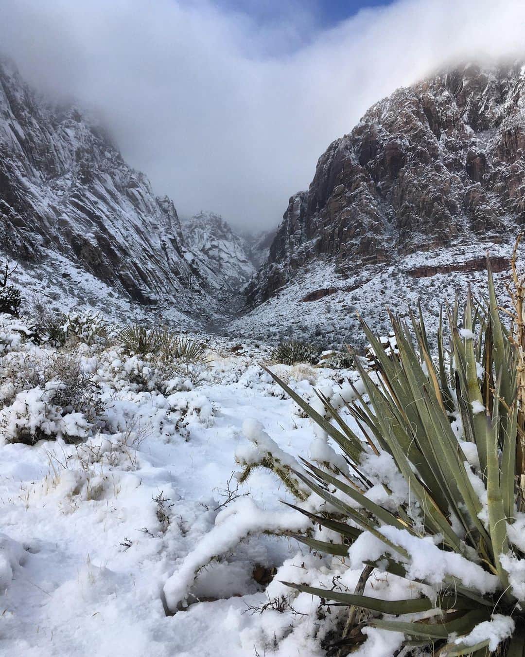 アレックス・オノルドのインスタグラム：「Snowy adventure out in the canyons yesterday... turns out that winter storm advisories mean something, even in the desert.」