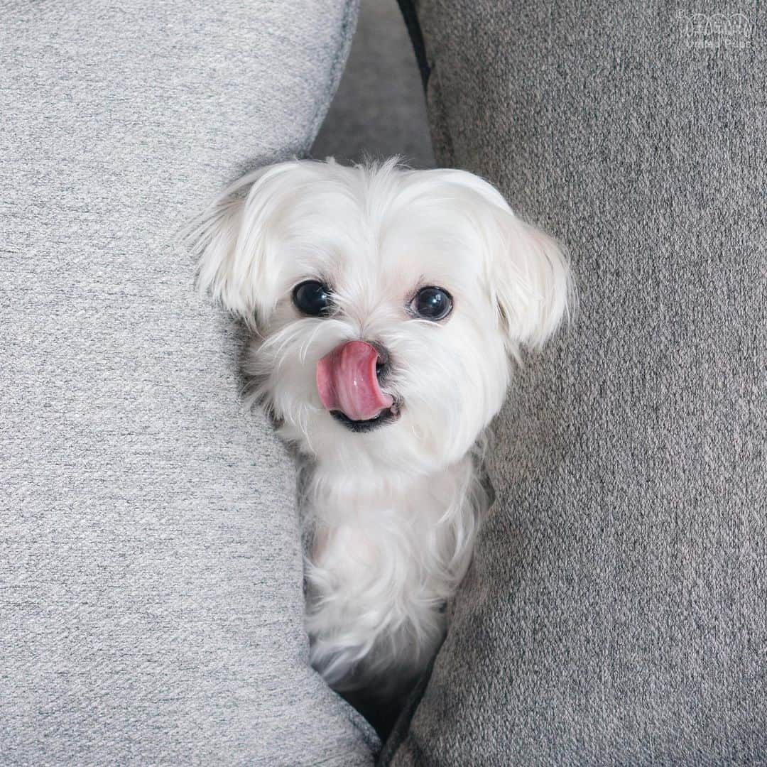 hi.arodさんのインスタグラム写真 - (hi.arodInstagram)「Days gone by and I keep popping out at mom trying to give her a hint it’s TOT! 😛  #tot#tongueouttuesday#tongueout#tongueouteveryday#tongueouttuesday👅#peekaboo#tongueoutdog#tuesdaymood#happytuesdayeveryone#bigtongue#dogtongue#longtongue#maltese#malteser#malteselovers#malteselove#maltesedog#malteselife#malteseworld#malteseofig#malteseofinstagram#malteseclub#todaysdog#maltese_thecute#ilovemaltese#malteseoftheday#whitedog#狗 #瑪爾濟斯」1月27日 0時11分 - hi.arod