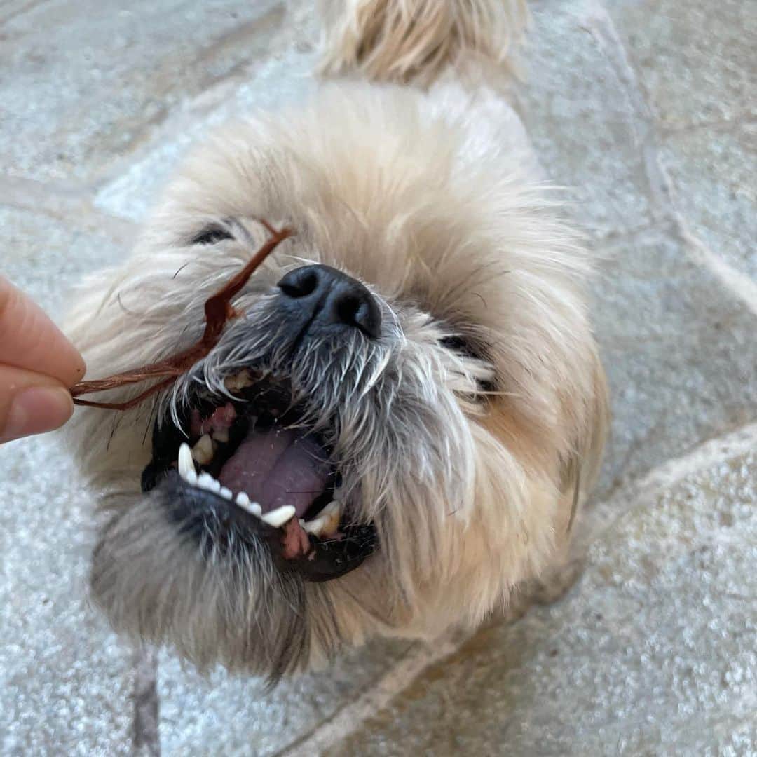 Dougie the Shih Tzuさんのインスタグラム写真 - (Dougie the Shih TzuInstagram)「Teeth out triptych.」1月27日 0時12分 - dailydougie