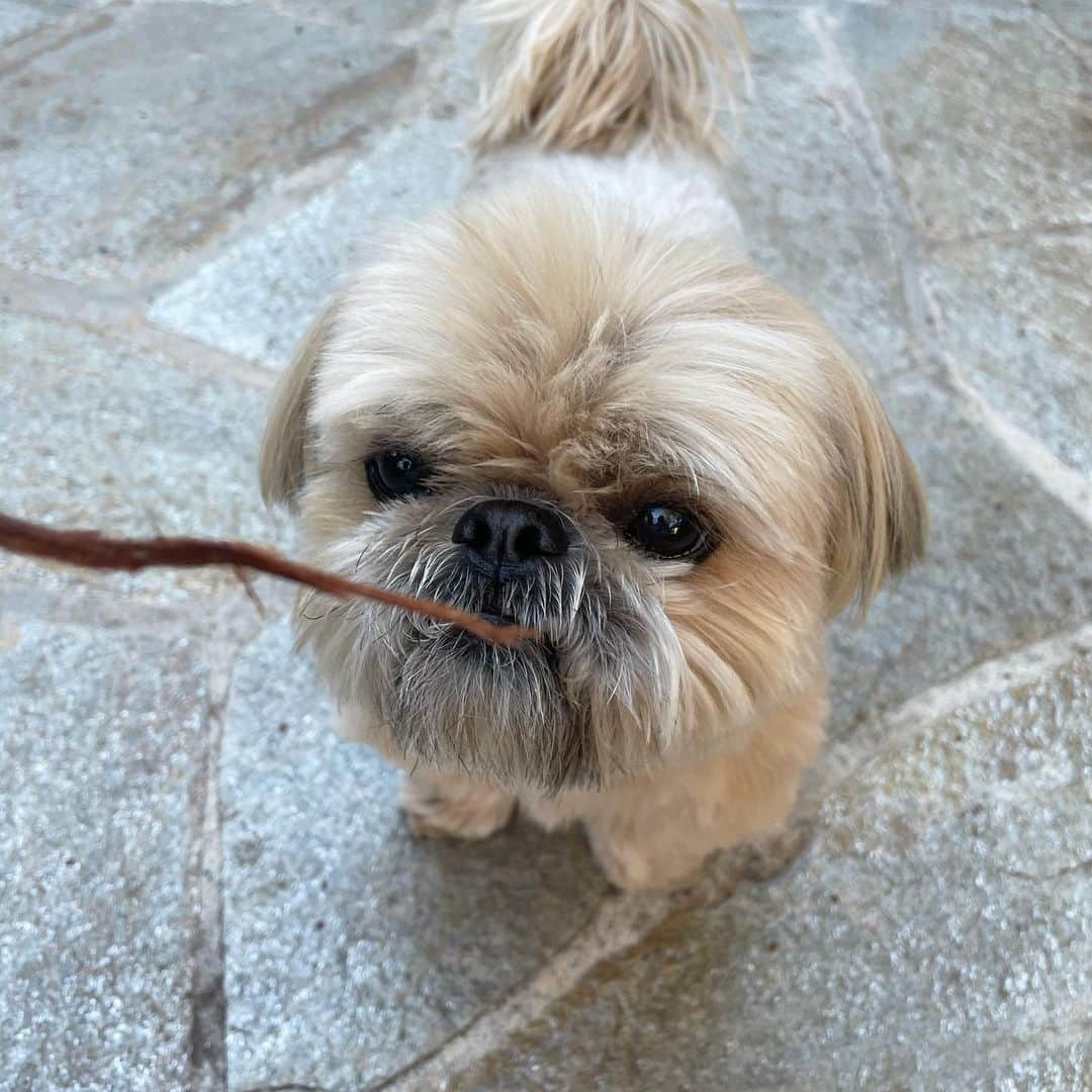 Dougie the Shih Tzuのインスタグラム：「Teeth out triptych.」