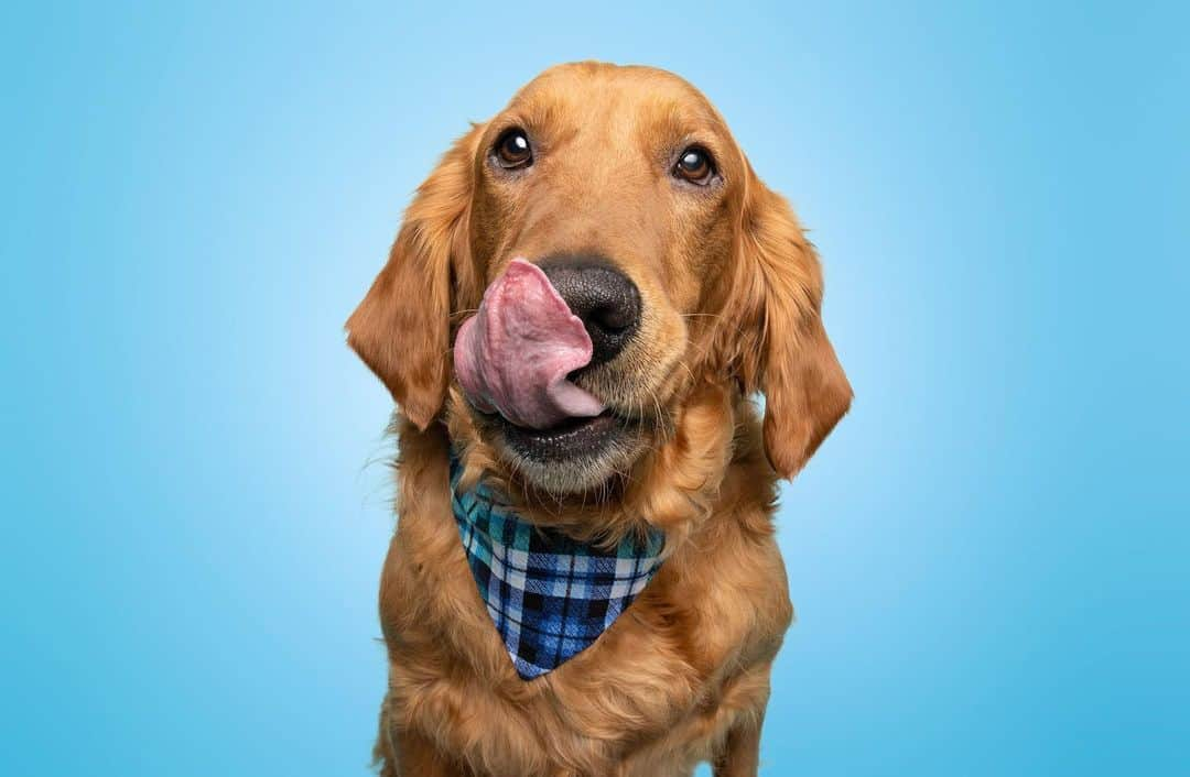 モヒートさんのインスタグラム写真 - (モヒートInstagram)「Happy #tongueouttuesday from Killian. He couldn’t decide which was the best so we decided to give you many options. He hopes you like them. 📷 by @thegregmurray   #rescuedog #rescuedismyfavoritebreed #rescuedogsofinstagram #fosterfail #dogmom #sohandsome #handsome #goldenretriever #goldens_ofinstagram #dogsofinstagram #ratemydog #dogphotography #cleveland」1月27日 0時23分 - mojito_rose_family