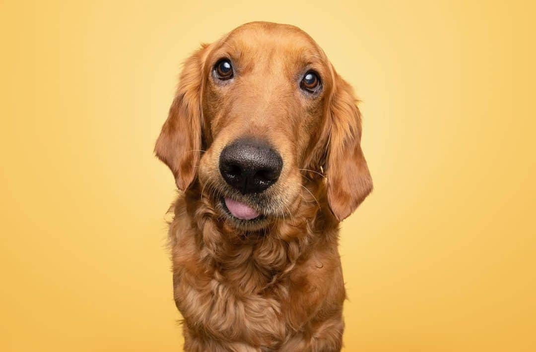 モヒートさんのインスタグラム写真 - (モヒートInstagram)「Happy #tongueouttuesday from Killian. He couldn’t decide which was the best so we decided to give you many options. He hopes you like them. 📷 by @thegregmurray   #rescuedog #rescuedismyfavoritebreed #rescuedogsofinstagram #fosterfail #dogmom #sohandsome #handsome #goldenretriever #goldens_ofinstagram #dogsofinstagram #ratemydog #dogphotography #cleveland」1月27日 0時23分 - mojito_rose_family