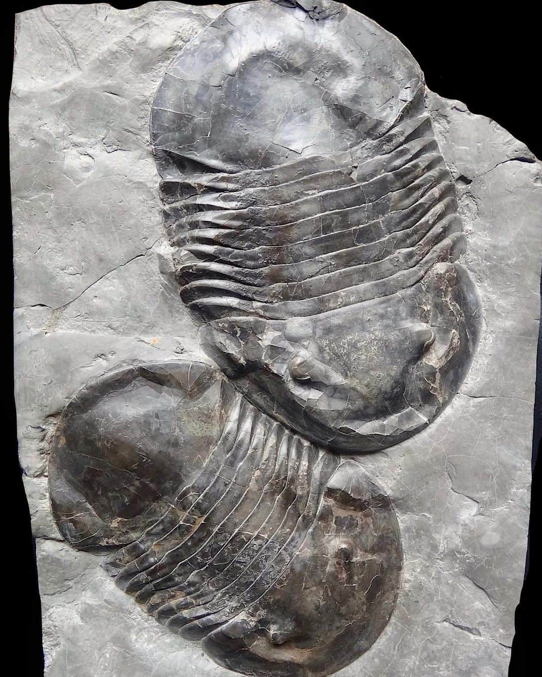 アメリカ自然史博物館のインスタグラム：「Welcome to Trilobite Tuesday! Isotelus latus is one of the giants of the group. Found in the Ordovician-age outcrops throughout Eastern Canada, this super-sized species could grow up to 12 inches (30.5 centimeters) long. For comparison, the majority of the some 25,000 scientifically recognized species only grew around 3 inches (7.6 centimeters) or less in length.」