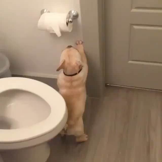 The Critter Havenのインスタグラム：「I need some toilet paper Video by @thefrenchiefranklin  #TheCritterHaven」