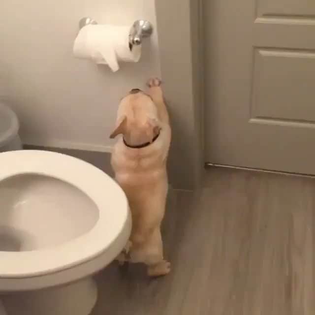 The Critter Havenのインスタグラム：「I need some toilet paper Video by @thefrenchiefranklin  #TheCritterHaven」