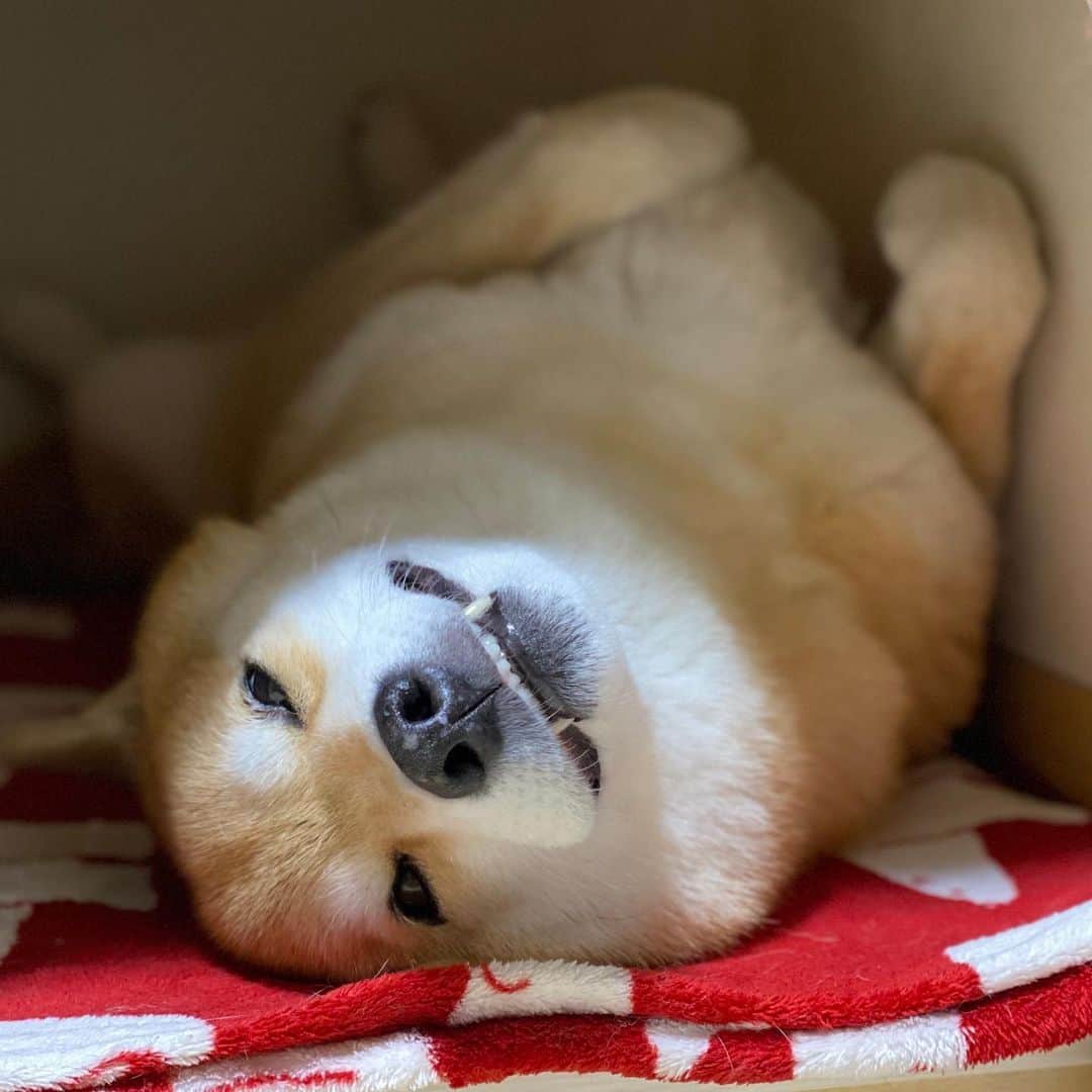 まる（まるたろう）のインスタグラム：「Good night!✨🐶💤✨パパ、見てないフリしてそっと閉めて #ノックしないで入らないで #色々あるんだから #全く😤」