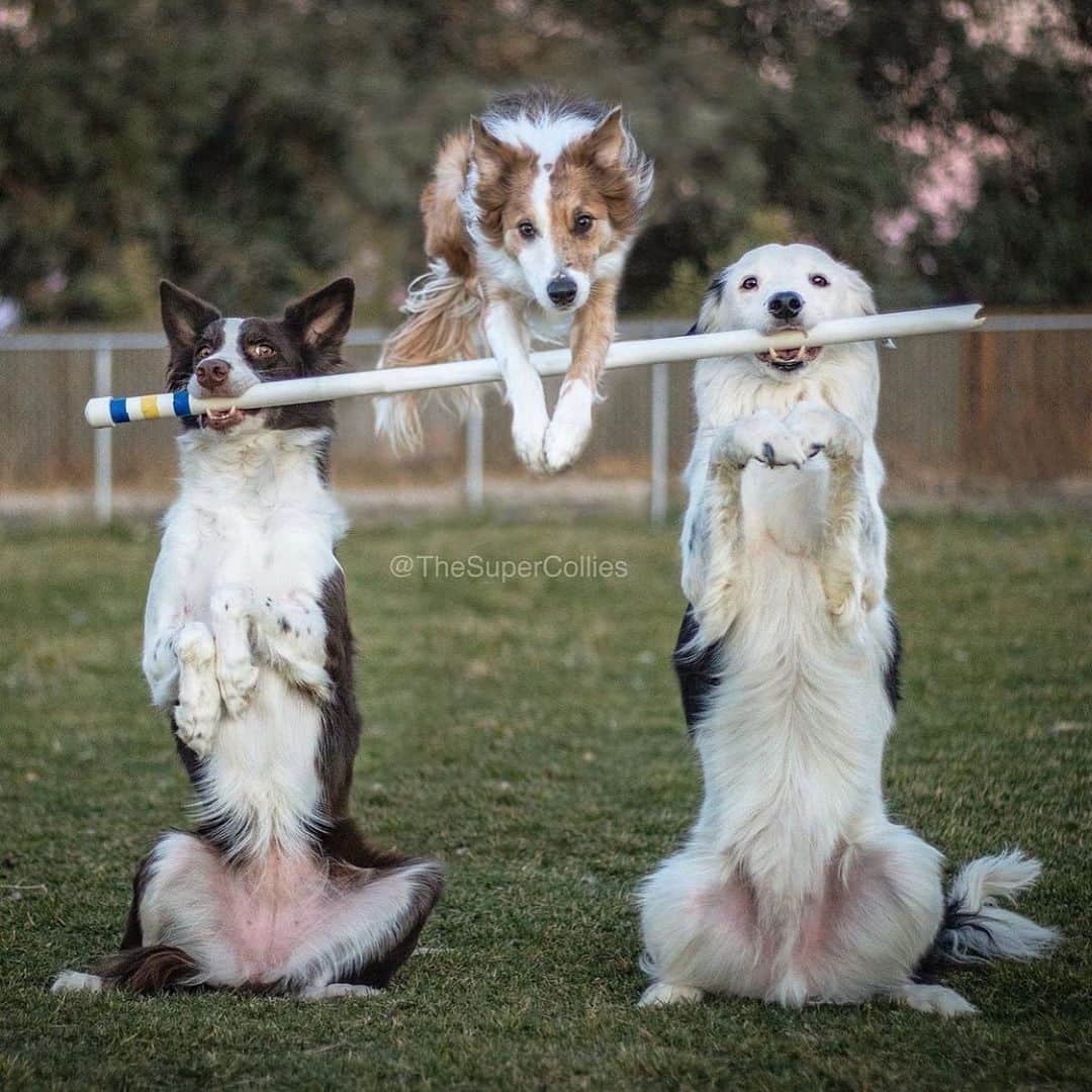 DogsOf Instagramさんのインスタグラム写真 - (DogsOf InstagramInstagram)「Team work makes the dream work! This Trick of the Week brought to you by @thesupercollies & @thesupercolliesmom 🐾💞  Submit your pup’s talents to us through the link in our bio!   🎼: Rocky Theme - Gunna Fly Now by Bill Conti 🎼: Roses (imanbek remix) by @saintjhn  🎼: Jump Around by House of Pain  #dogsofinstagram #trickoftheweek #tuesdaytricks #dogtricks #dogtraining」1月27日 0時41分 - dogsofinstagram